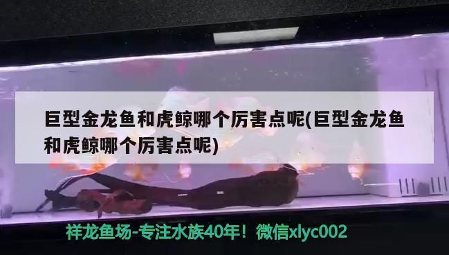 巨型金龍魚和虎鯨哪個厲害點呢(巨型金龍魚和虎鯨哪個厲害點呢)（巨型金龍魚和虎鯨哪個厲害點）