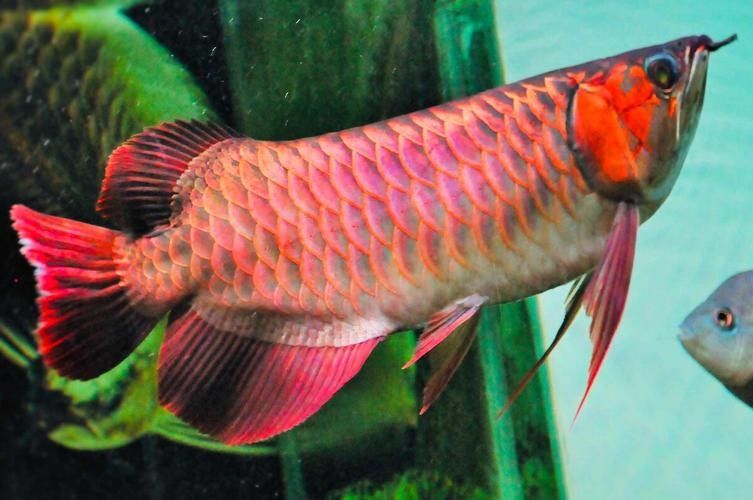 戰車紅龍魚（戰車紅龍魚的價格是多少？）