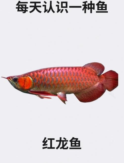 大連紅龍魚（大連紅龍魚觀賞魚嗶哩嗶哩嗶哩嗶哩嗶哩嗶哩嗶哩嗶哩） 大連紅龍魚（大連紅龍魚觀賞魚嗶哩嗶哩嗶哩嗶哩嗶哩嗶哩嗶哩嗶哩） 觀賞魚百科 第3張