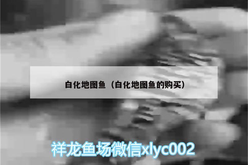白化地圖魚（白化地圖魚的購買）（白化地圖魚、白化地圖魚、白化地圖魚、白化地圖魚有哪些品種）