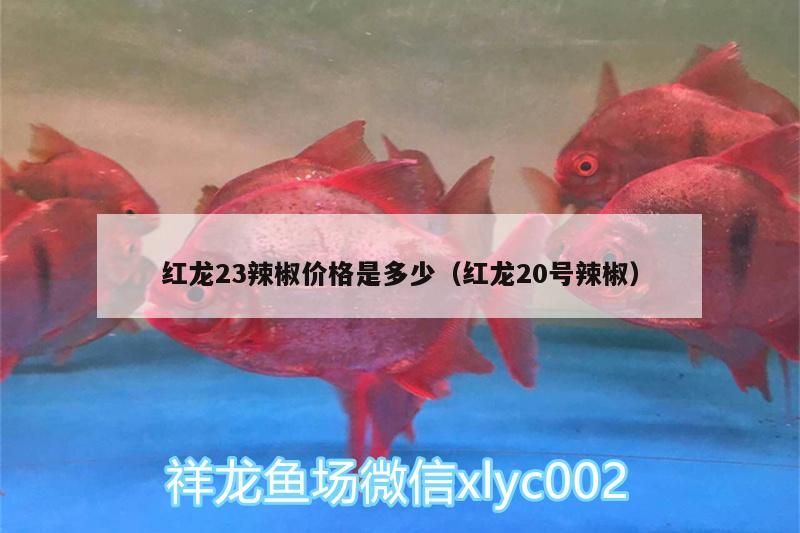 紅龍23辣椒價格是多少（紅龍20號辣椒）（正規魚場紅龍23辣椒價格是多少紅龍23辣椒價格是多少）