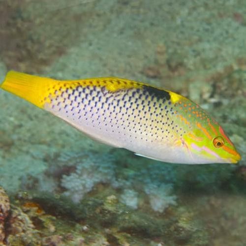 黃龍海水魚(yú)活體隆頭魚(yú)（黃龍海水魚(yú)活體隆頭魚(yú)養(yǎng)殖技術(shù)、生物學(xué)特性以及在海洋生態(tài)系統(tǒng)中的作用） 黃龍海水魚(yú)活體隆頭魚(yú)（黃龍海水魚(yú)活體隆頭魚(yú)養(yǎng)殖技術(shù)、生物學(xué)特性以及在海洋生態(tài)系統(tǒng)中的作用） 觀賞魚(yú)百科 第2張