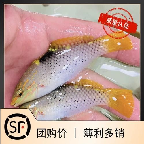 黃龍海水魚(yú)活體隆頭魚(yú)（黃龍海水魚(yú)活體隆頭魚(yú)養(yǎng)殖技術(shù)、生物學(xué)特性以及在海洋生態(tài)系統(tǒng)中的作用） 黃龍海水魚(yú)活體隆頭魚(yú)（黃龍海水魚(yú)活體隆頭魚(yú)養(yǎng)殖技術(shù)、生物學(xué)特性以及在海洋生態(tài)系統(tǒng)中的作用） 觀賞魚(yú)百科 第3張