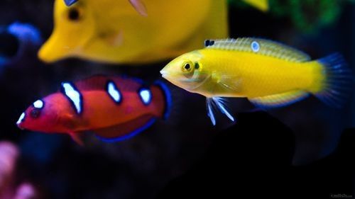 黃龍海水魚(yú)活體隆頭魚(yú)（黃龍海水魚(yú)活體隆頭魚(yú)養(yǎng)殖技術(shù)、生物學(xué)特性以及在海洋生態(tài)系統(tǒng)中的作用） 黃龍海水魚(yú)活體隆頭魚(yú)（黃龍海水魚(yú)活體隆頭魚(yú)養(yǎng)殖技術(shù)、生物學(xué)特性以及在海洋生態(tài)系統(tǒng)中的作用） 觀賞魚(yú)百科 第6張