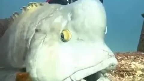 黃龍海水魚(yú)活體隆頭魚(yú)（黃龍海水魚(yú)活體隆頭魚(yú)養(yǎng)殖技術(shù)、生物學(xué)特性以及在海洋生態(tài)系統(tǒng)中的作用） 黃龍海水魚(yú)活體隆頭魚(yú)（黃龍海水魚(yú)活體隆頭魚(yú)養(yǎng)殖技術(shù)、生物學(xué)特性以及在海洋生態(tài)系統(tǒng)中的作用） 觀賞魚(yú)百科 第7張