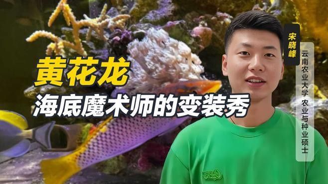 黃龍海水魚(yú)活體隆頭魚(yú)（黃龍海水魚(yú)活體隆頭魚(yú)養(yǎng)殖技術(shù)、生物學(xué)特性以及在海洋生態(tài)系統(tǒng)中的作用） 黃龍海水魚(yú)活體隆頭魚(yú)（黃龍海水魚(yú)活體隆頭魚(yú)養(yǎng)殖技術(shù)、生物學(xué)特性以及在海洋生態(tài)系統(tǒng)中的作用） 觀賞魚(yú)百科 第8張