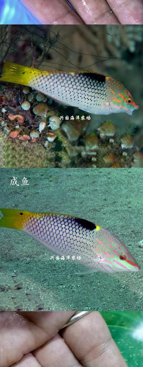 黃龍海水魚(yú)活體隆頭魚(yú)（黃龍海水魚(yú)活體隆頭魚(yú)養(yǎng)殖技術(shù)、生物學(xué)特性以及在海洋生態(tài)系統(tǒng)中的作用） 黃龍海水魚(yú)活體隆頭魚(yú)（黃龍海水魚(yú)活體隆頭魚(yú)養(yǎng)殖技術(shù)、生物學(xué)特性以及在海洋生態(tài)系統(tǒng)中的作用） 觀賞魚(yú)百科 第4張