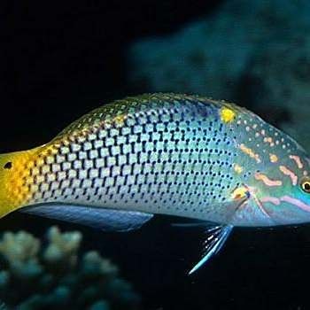 黃龍海水魚(yú)活體隆頭魚(yú)（黃龍海水魚(yú)活體隆頭魚(yú)養(yǎng)殖技術(shù)、生物學(xué)特性以及在海洋生態(tài)系統(tǒng)中的作用） 黃龍海水魚(yú)活體隆頭魚(yú)（黃龍海水魚(yú)活體隆頭魚(yú)養(yǎng)殖技術(shù)、生物學(xué)特性以及在海洋生態(tài)系統(tǒng)中的作用） 觀賞魚(yú)百科 第10張