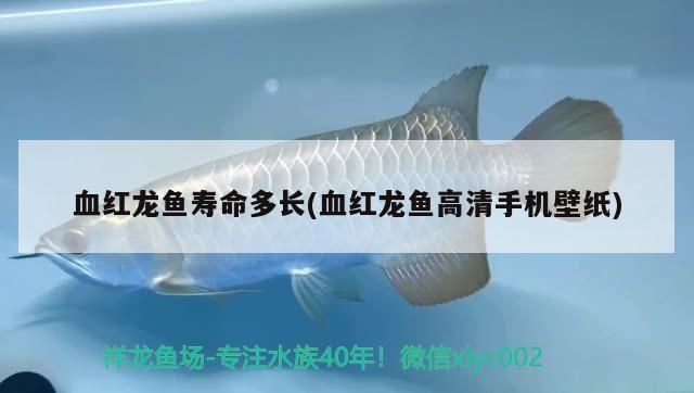 血紅龍魚壽命多長(血紅龍魚高清手機壁紙)（紅龍魚的壽命多長時間能活多久，紅龍魚能活多久，） 血紅龍魚壽命多長(血紅龍魚高清手機壁紙)（紅龍魚的壽命多長時間能活多久，紅龍魚能活多久，） 觀賞魚百科