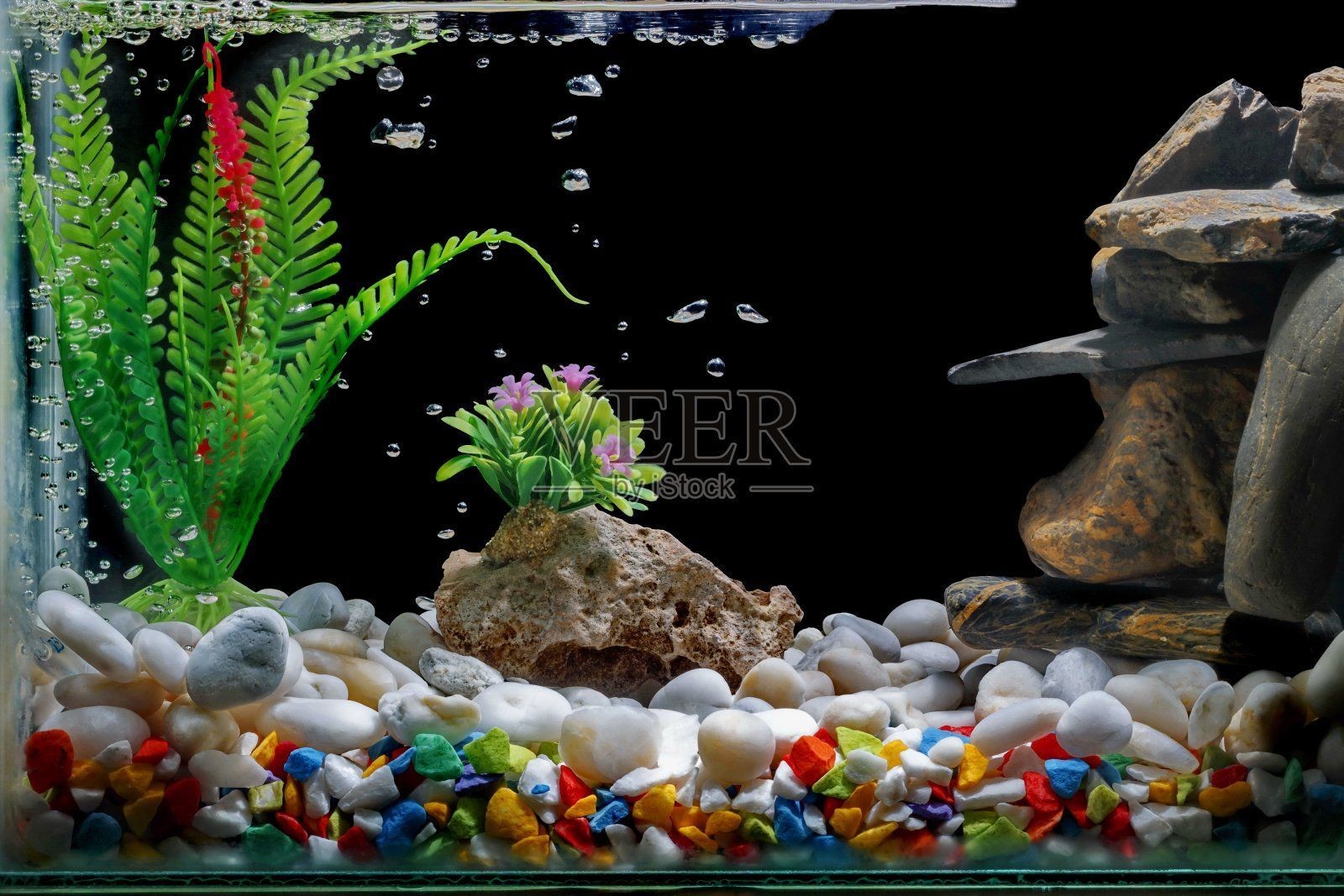 泰虎魚缸背景:如何選擇泰虎魚缸背景 觀賞魚百科 第2張 泰虎魚缸背景:如何選擇泰虎魚缸背景 泰虎魚缸背景:如何選擇泰虎魚缸背景 觀賞魚百科 第2張