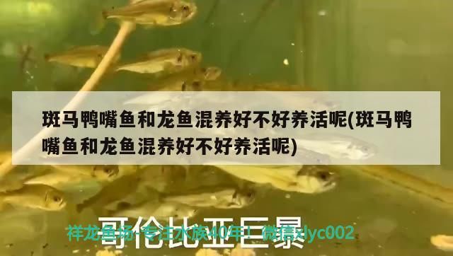 什么是龍魚趴缸的原因(龍魚總是趴缸什么原因)（斑馬鴨嘴魚和龍魚混養(yǎng)好不好養(yǎng)活）
