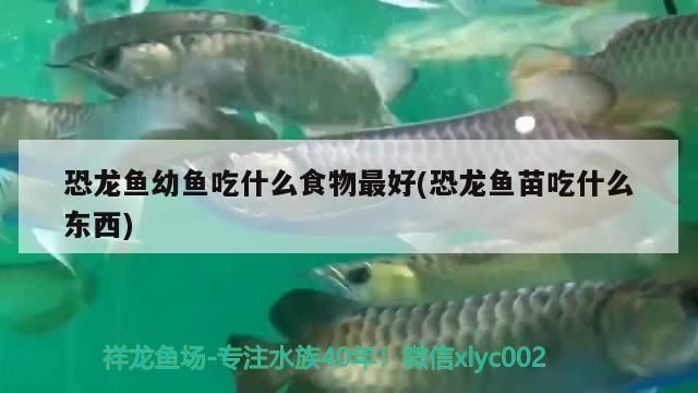 給大魚缸換水的作文:體驗給大魚缸換水的樂趣:體驗給大魚缸換水:給大魚缸換水的作文 恐龍魚幼魚吃什么食物最好(恐龍魚苗吃什么東西)(恐龍魚幼魚吃什么食物最好) 觀賞魚百科 恐龍魚幼魚吃什么食物最好(恐龍魚苗吃什么東西)(恐龍魚幼魚吃什么食物最好) 恐龍魚幼魚吃什么食物最好(恐龍魚苗吃什么東西)(恐龍魚幼魚吃什么食物最好) 觀賞魚百科