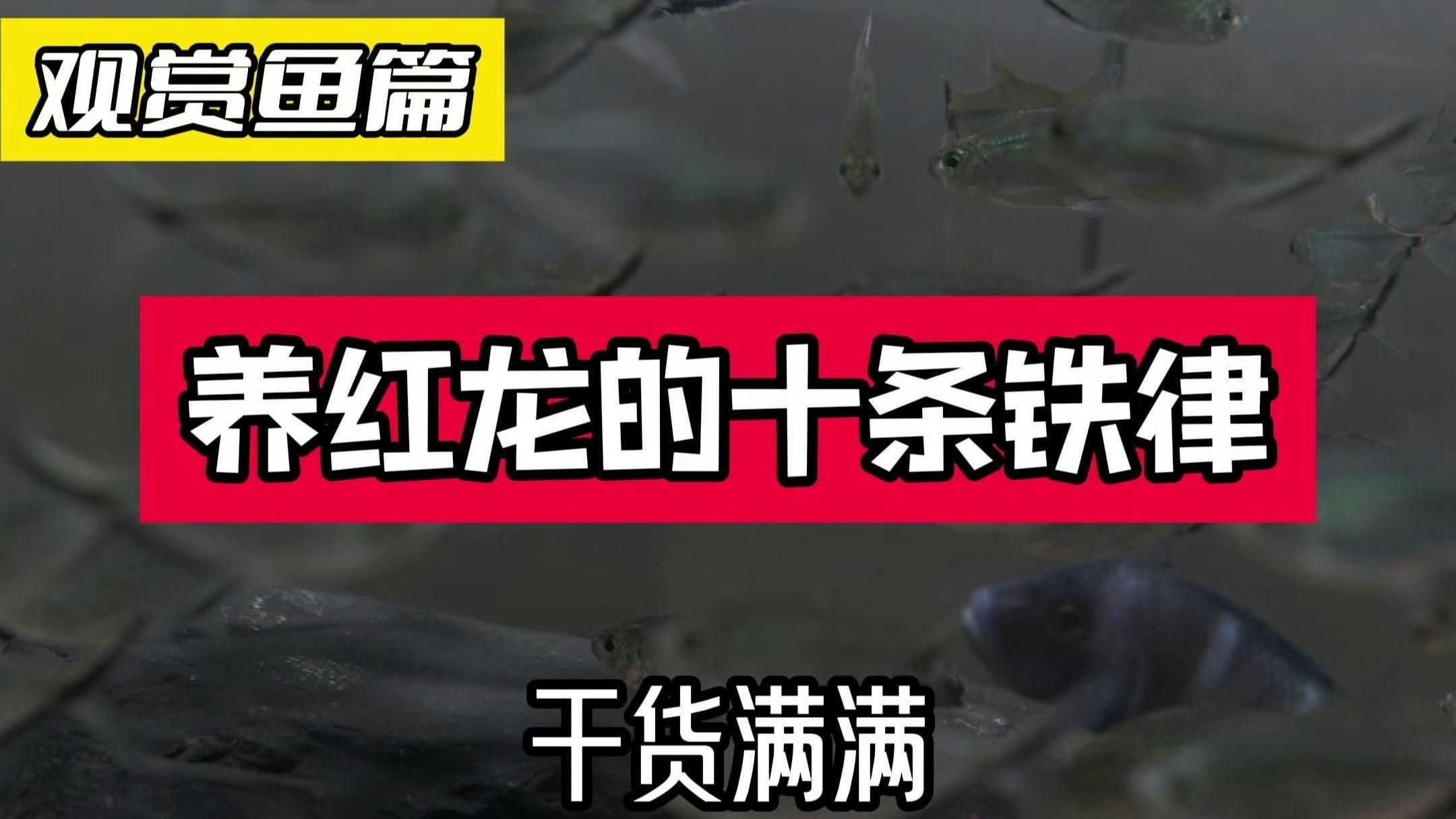 城北紅龍魚（關(guān)于城北紅龍魚養(yǎng)殖的一些建議） 城北紅龍魚（關(guān)于城北紅龍魚養(yǎng)殖的一些建議） 觀賞魚百科 第20張