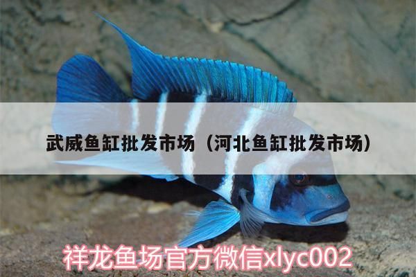 武威魚缸批發市場（河北魚缸批發市場）（武威魚缸批發市場）