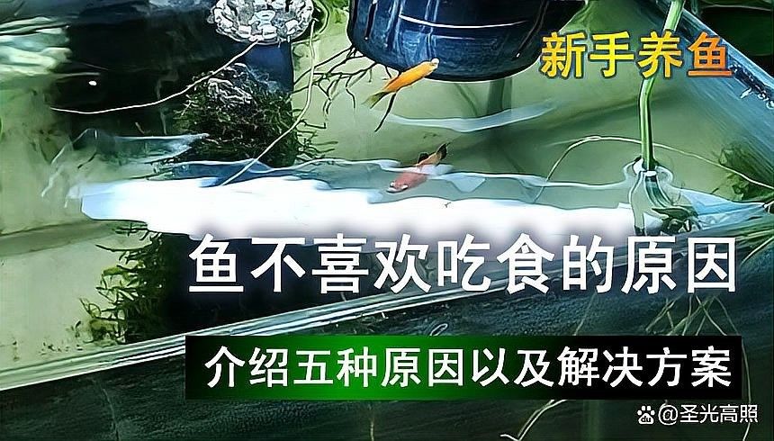 黑桃A魚常見疾病（黑桃a魚常見疾病及防治方法）