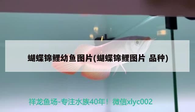 蝴蝶錦鯉幼魚圖片(蝴蝶錦鯉圖片品種)（蝴蝶錦鯉幼魚圖片） 蝴蝶錦鯉幼魚圖片(蝴蝶錦鯉圖片品種)（蝴蝶錦鯉幼魚圖片） 觀賞魚百科