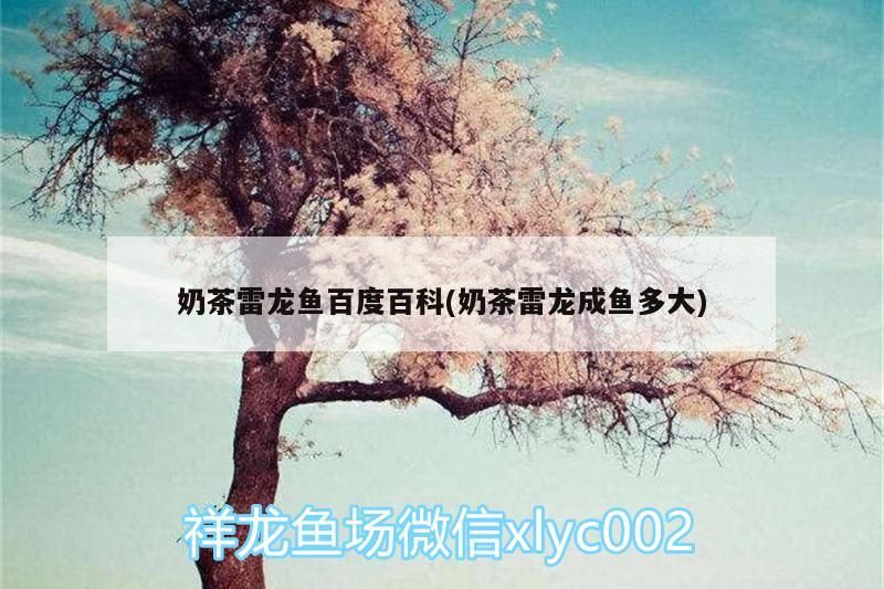 奶茶雷龍魚百度百科(奶茶雷龍成魚多大)（奶茶雷龍魚百度百度百科和奶茶雷龍魚百度百科的解釋） 奶茶雷龍魚百度百科(奶茶雷龍成魚多大)（奶茶雷龍魚百度百度百科和奶茶雷龍魚百度百科的解釋） 觀賞魚百科