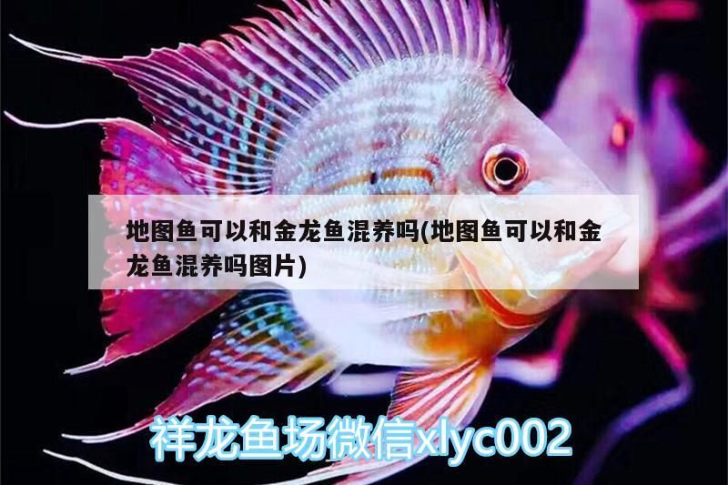 銀龍魚 地圖魚可以和金龍魚混養嗎(地圖魚可以和金龍魚混養嗎圖片)(關于地圖魚可以和金龍魚混養嗎) 觀賞魚百科 地圖魚可以和金龍魚混養嗎(地圖魚可以和金龍魚混養嗎圖片)(關于地圖魚可以和金龍魚混養嗎) 地圖魚可以和金龍魚混養嗎(地圖魚可以和金龍魚混養嗎圖片)(關于地圖魚可以和金龍魚混養嗎) 觀賞魚百科