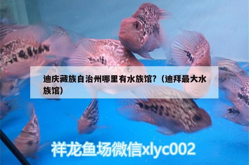 迪慶藏族自治州哪里有水族館?（迪拜最大水族館）（<strong><mark>云南</mark></strong>省迪慶藏族自治州）