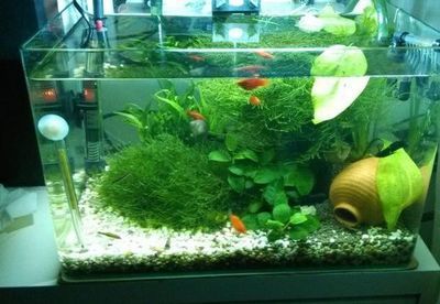 魚缸怎么裝扮（如何將魚缸裝扮的更漂亮）