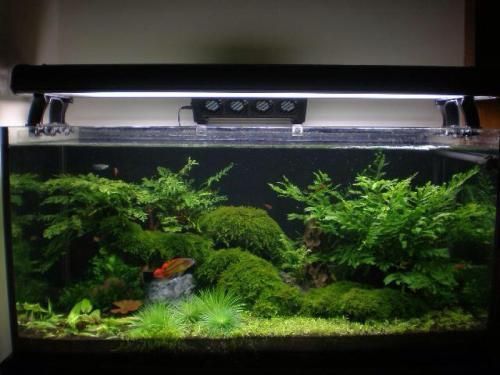 魚缸怎么裝扮（如何將魚缸裝扮的更漂亮）