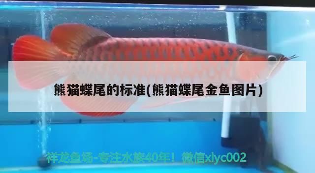 熊貓蝶尾的標(biāo)準(zhǔn)(熊貓蝶尾金魚圖片)（熊貓蝶尾金魚的標(biāo)準(zhǔn)） 熊貓蝶尾的標(biāo)準(zhǔn)(熊貓蝶尾金魚圖片)（熊貓蝶尾金魚的標(biāo)準(zhǔn)） 觀賞魚百科