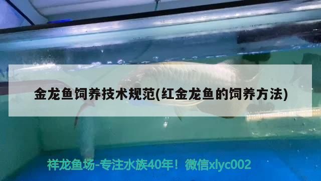 金龍魚飼養(yǎng)技術(shù)規(guī)范(紅金龍魚的飼養(yǎng)方法)（新手如何養(yǎng)金龍魚）