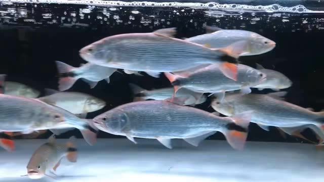 黃金河虎魚混養注意事項，黃金河虎魚混養時需要注意什么，黃金河虎魚混養需要注意什么