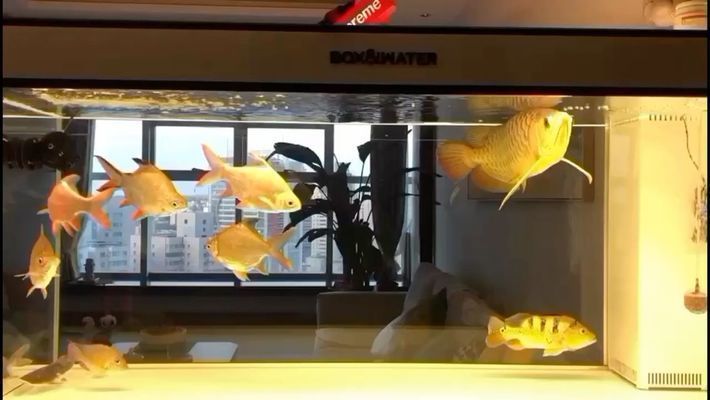 八角龍魚適宜水溫范圍（八角龍魚適宜的水溫范圍是多少,） 八角龍魚適宜水溫范圍（八角龍魚適宜的水溫范圍是多少,） 觀賞魚百科