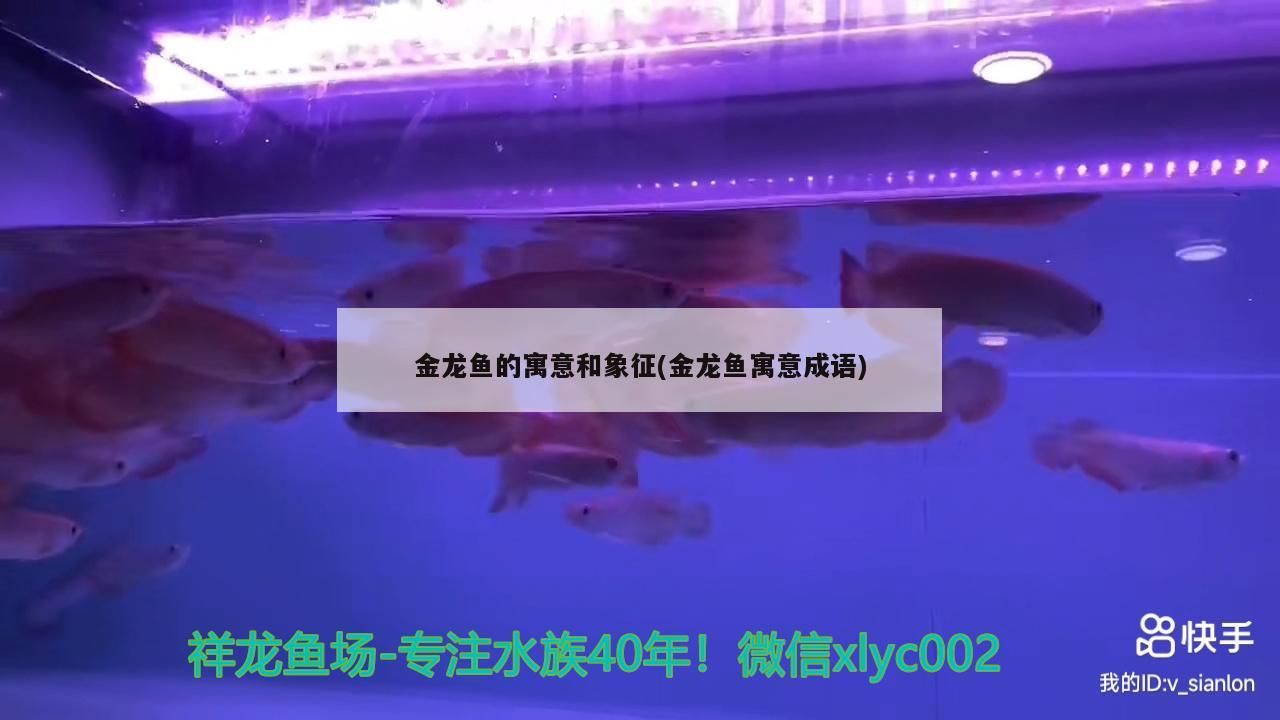 金龍魚的寓意和象征(金龍魚寓意成語)（金龍魚的寓意與象征） 金龍魚的寓意和象征(金龍魚寓意成語)（金龍魚的寓意與象征） 觀賞魚百科