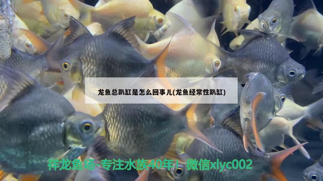 龍魚總趴缸是怎么回事兒(龍魚經常性趴缸)（龍魚總趴缸是怎么回事）