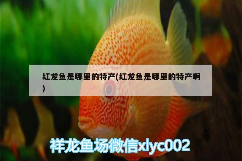 紅龍魚是哪里的特產(紅龍魚是哪里的特產啊)（紅龍魚是哪里的特產）