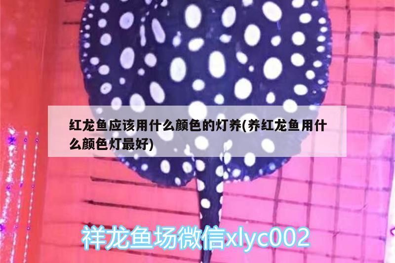 紅龍魚應該用什么顏色的燈養(yǎng)(養(yǎng)紅龍魚用什么顏色燈最好)（紅龍魚應該用什么顏色的燈養(yǎng)）