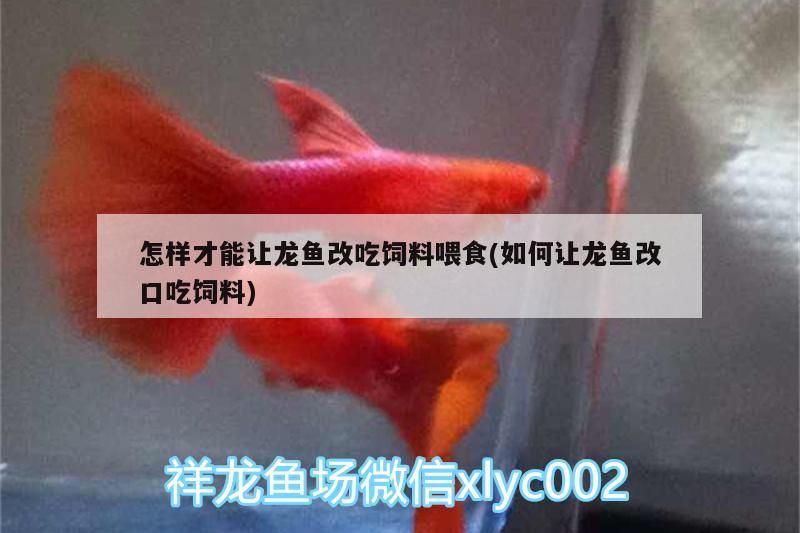 魚缸用增氧泵價格是多少:魚缸增氧機-xtrac增氧機-xtrac增氧機 怎樣才能讓龍魚改吃飼料喂食(如何讓龍魚改口吃飼料)(如何讓龍魚改吃飼料喂食) 觀賞魚百科 怎樣才能讓龍魚改吃飼料喂食(如何讓龍魚改口吃飼料)(如何讓龍魚改吃飼料喂食) 怎樣才能讓龍魚改吃飼料喂食(如何讓龍魚改口吃飼料)(如何讓龍魚改吃飼料喂食) 觀賞魚百科