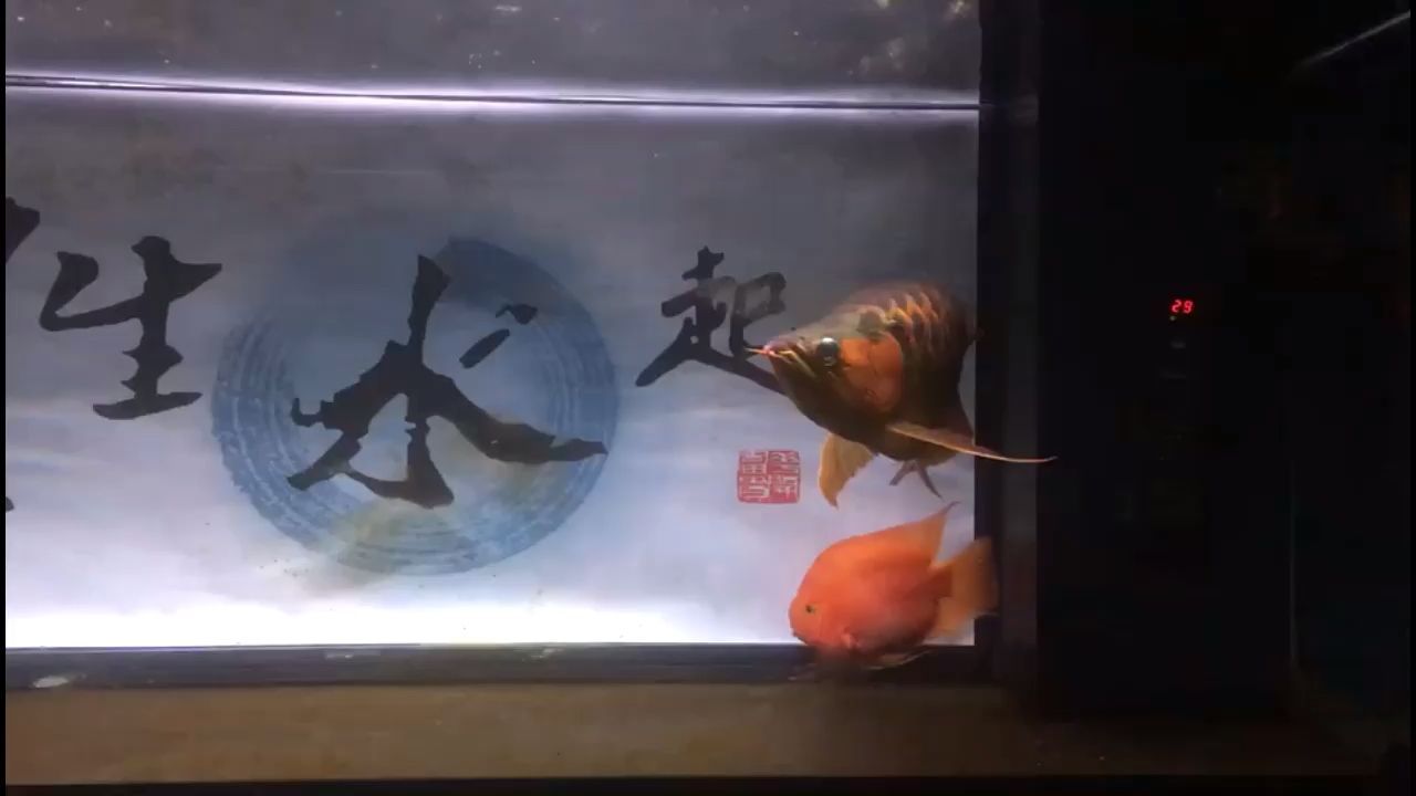 最近想養(yǎng)點(diǎn)綠藻，缸里現(xiàn)在就是褐藻多長(zhǎng)的快，綠藻少長(zhǎng)的慢，有經(jīng)驗(yàn)的魚友幫忙分享一下方法[peifu][peifu][peifu]（水族缸中的綠藻與褐藻生長(zhǎng)差異及管理方法）
