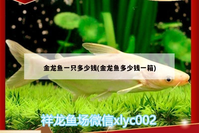 金龍魚(yú)一只多少錢(qián)(金龍魚(yú)多少錢(qián)一箱)（金龍魚(yú)的價(jià)格一般多少錢(qián)？）