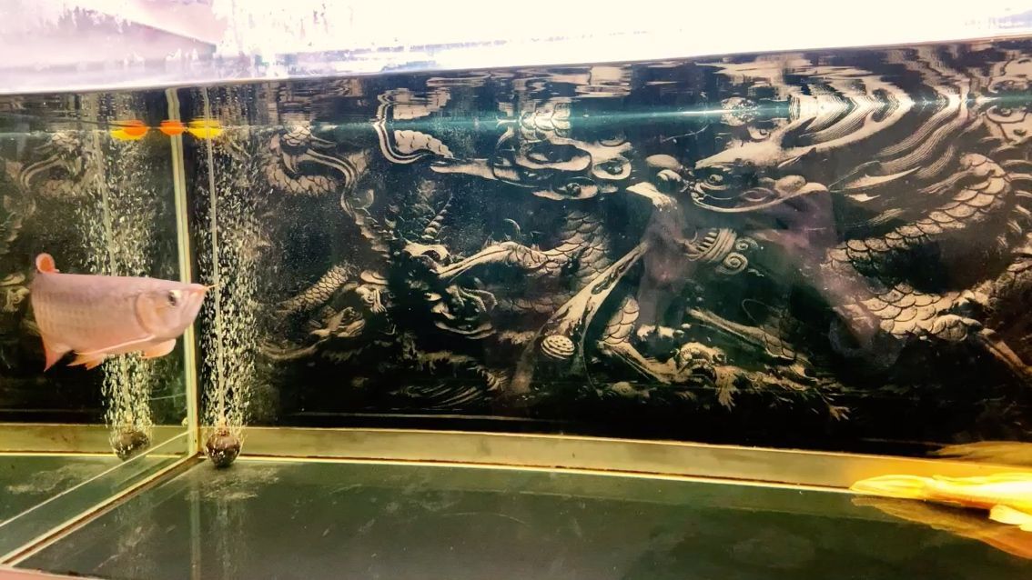 快憋瘋了，發發魚吧（——通過“發發魚”解決方案） 快憋瘋了，發發魚吧（——通過“發發魚”解決方案） 觀賞魚百科 第1張
