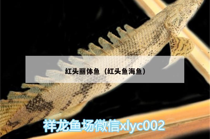 紅頭麗體魚（紅頭魚海魚）（紅頭麗體麗魚怎么養，紅頭麗魚怎么養，）