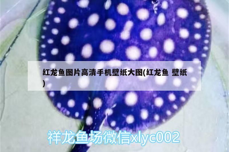 紅龍魚圖片高清手機壁紙大圖(紅龍魚壁紙)（好運魚圖手機壁紙） 紅龍魚圖片高清手機壁紙大圖(紅龍魚壁紙)（好運魚圖手機壁紙） 觀賞魚百科