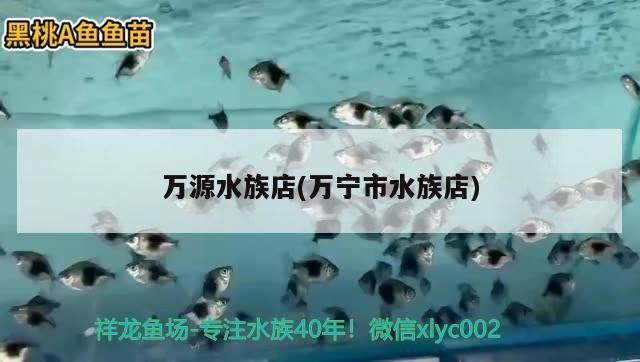 萬源水族店(萬寧市水族店)（萬寧市水族店、萬源市水族店的介紹）