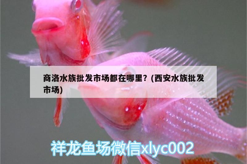 <strong><mark>商洛</mark></strong>水族批發(fā)市場都在哪里？(西安水族批發(fā)市場)（<strong><mark>商洛</mark></strong>水族批發(fā)市場、<strong><mark>商洛</mark></strong>水族批發(fā)市場、<strong><mark>商洛</mark></strong>水族批發(fā)市場一覽表）