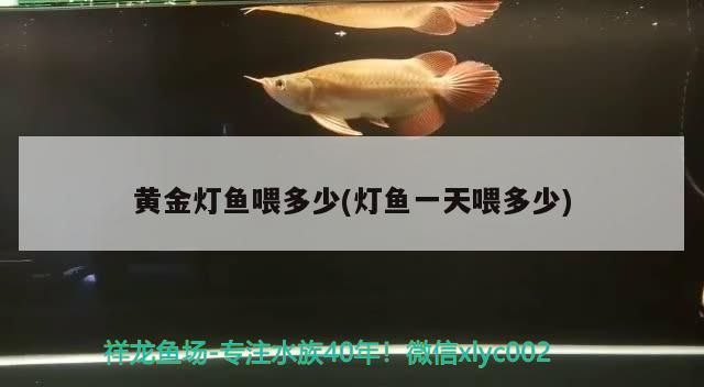 黃金燈魚喂多少(燈魚一天喂多少)（黃金燈魚一天喂多少和燈魚一天喂多少和燈魚一天喂多少）