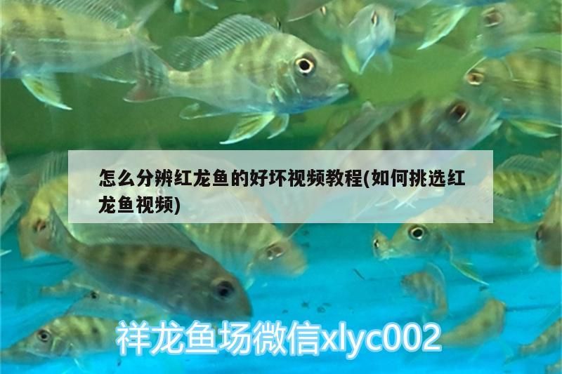 怎么分辨紅龍魚的好壞視頻教程(如何挑選紅龍魚視頻)（如何分辨紅龍魚的好壞） 怎么分辨紅龍魚的好壞視頻教程(如何挑選紅龍魚視頻)（如何分辨紅龍魚的好壞） 觀賞魚百科