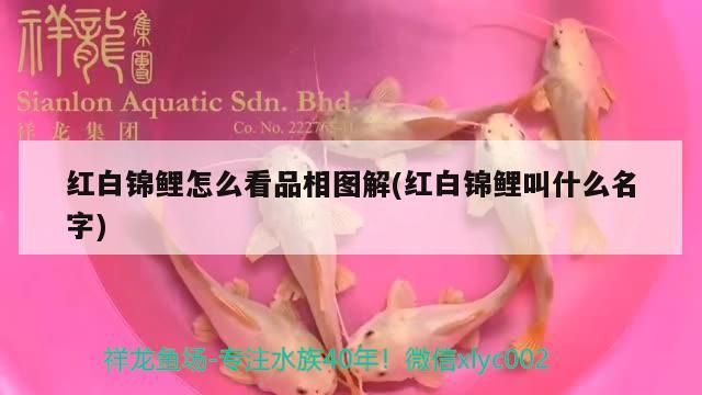 紅白錦鯉怎么看品相圖解(紅白錦鯉叫什么名字)（紅白錦鯉怎么看及相）