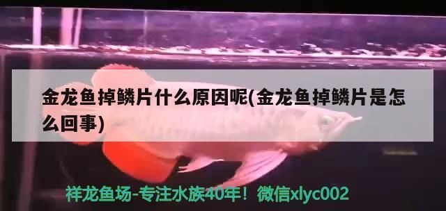 金龍魚掉鱗片什么原因呢(金龍魚掉鱗片是怎么回事)（金龍魚掉鱗片什么原因）