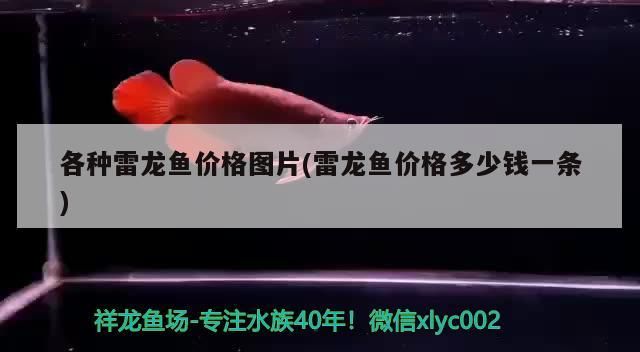 各種雷龍魚價(jià)格圖片(雷龍魚價(jià)格多少錢一條)（七彩雷龍魚價(jià)格多少錢一條、七彩雷龍魚價(jià)格多少錢一條）