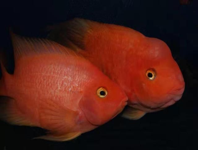 紅色觀賞魚可以吃嗎？（紅色觀賞魚可以食用嗎？） 紅色觀賞魚可以吃嗎？（紅色觀賞魚可以食用嗎？） 觀賞魚百科 第1張