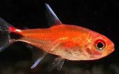 紅色觀賞魚可以吃嗎？（紅色觀賞魚可以食用嗎？） 紅色觀賞魚可以吃嗎？（紅色觀賞魚可以食用嗎？） 觀賞魚百科 第3張