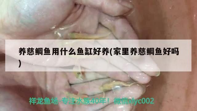 魚缸用增氧泵價格是多少:魚缸增氧機-xtrac增氧機-xtrac增氧機 養慈鯛魚用什么魚缸好養(家里養慈鯛魚好嗎)(養三湖慈鯛魚用什么魚缸好養慈鯛魚用什么魚缸好養) 觀賞魚百科 養慈鯛魚用什么魚缸好養(家里養慈鯛魚好嗎)(養三湖慈鯛魚用什么魚缸好養慈鯛魚用什么魚缸好養) 養慈鯛魚用什么魚缸好養(家里養慈鯛魚好嗎)(養三湖慈鯛魚用什么魚缸好養慈鯛魚用什么魚缸好養) 觀賞魚百科