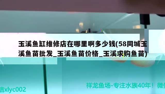 七彩魚缸角落有黑點(魚缸的魚有黑斑怎么辦)（七彩神仙魚缸角落有黑點怎么辦）